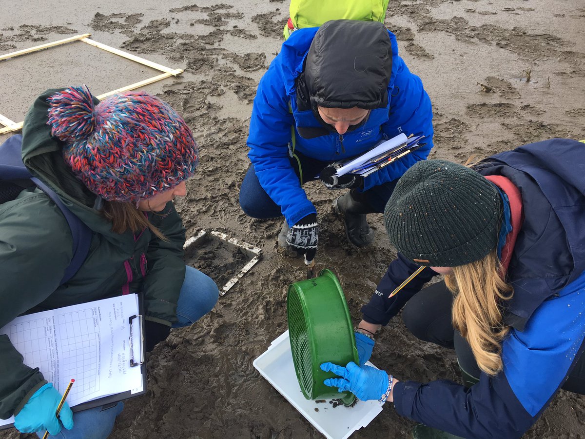 marinelifeangus's tweet photo. Days 3 of @newcastlemarine @NCLDoveMarine #delvedeeper .. a home away from home! Intertidal #mudflats on #Northumbria #coast near #Lindisfarne amazing morning searching for #bivalves #lugworm & counting 100βs of microscopic #hydrobia ..quite a contrast to the #rockyshore πππ https://t.co/5scZVjcnyn