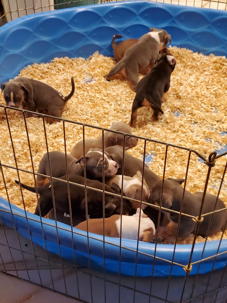 This customer has a whole litter up pups <a href="/IHXpets/">Pets of IHX</a>