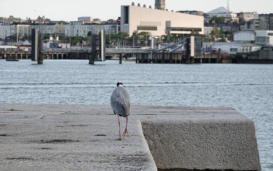 nerosunero's tweet photo. 11 May Dublin
#dublin #photography #streetphotography #herons #lexicon #lexiconlibrary #DunLaoghaire https://t.co/jGvDOPjajf