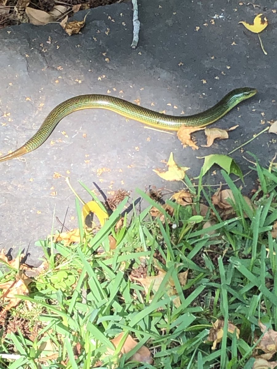 maryklanders's tweet photo. Herp friends, what snake in this in my Savannah yard? @CRCBiologist @OrianneSociety https://t.co/bqwwQI6Rz8