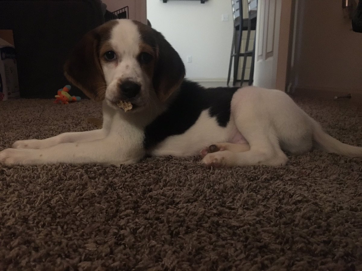 Since it is national dog mom day, I thought I’d show off my cute little girl