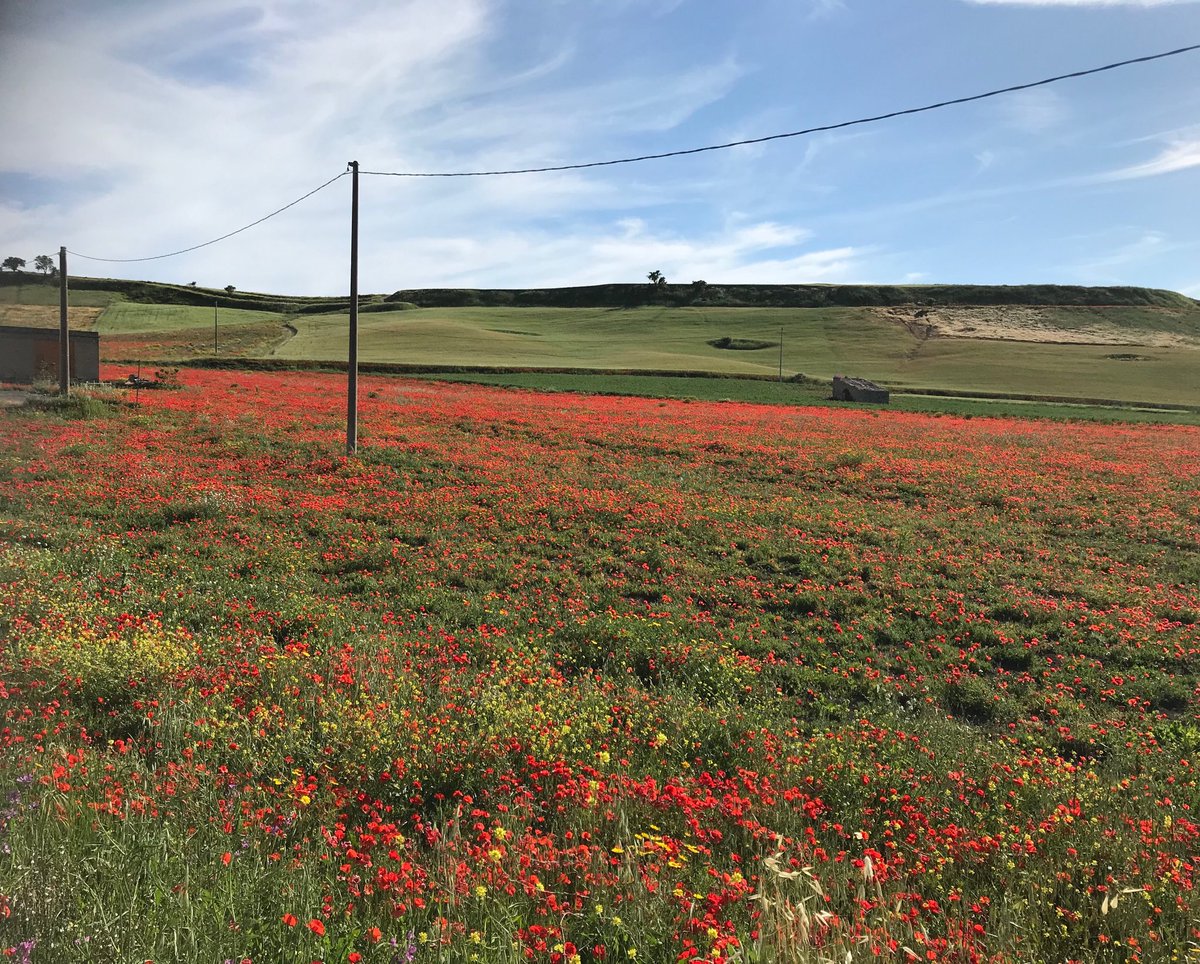 A lot of Canadian blood was spilled in beautiful Sicilian fields like this one. It’s humbling and gratifying to be here on the Walk for Remembrance and Peace as a follow-up to <a href="/OpHusky2018/">Operation Husky 2018</a>.