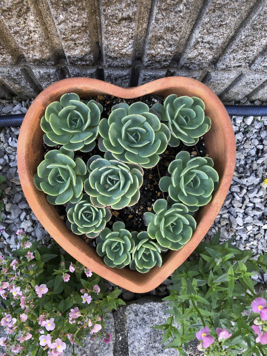 カブトガニジョン Echeveria Secunda エケベリア セクンダ 七福神 スカスカの痩せた姿から 春の陽気でぱかっと開いた This Echeveria Opened Like A Flower In The Spring Of Spring 多肉植物 エケベリア Succulent Echeveria Secunda セクンダ
