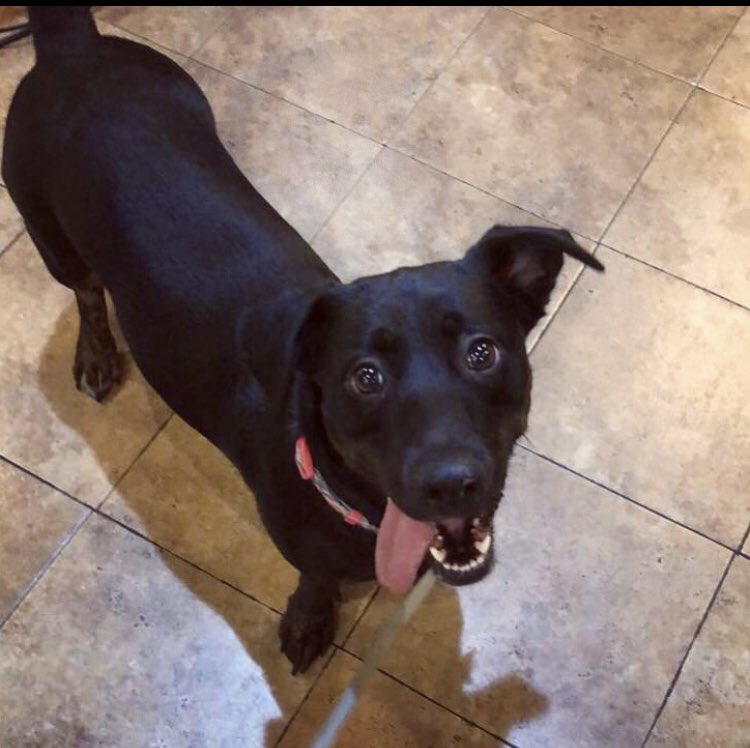 BookingQuotes's tweet photo. @IsaacFitzgerald Oh, we’re doing dogs mixed with corgies? Meet my little one ❤️ https://t.co/ucMgAt84ZC