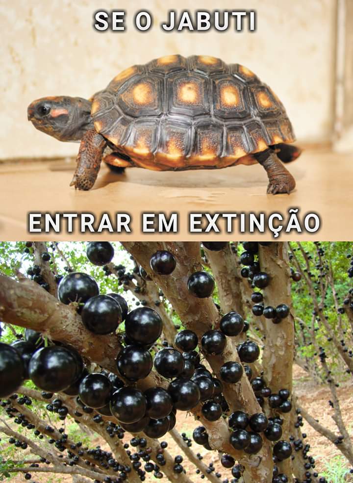 Babaca (@oobabaquinha) on Twitter photo 