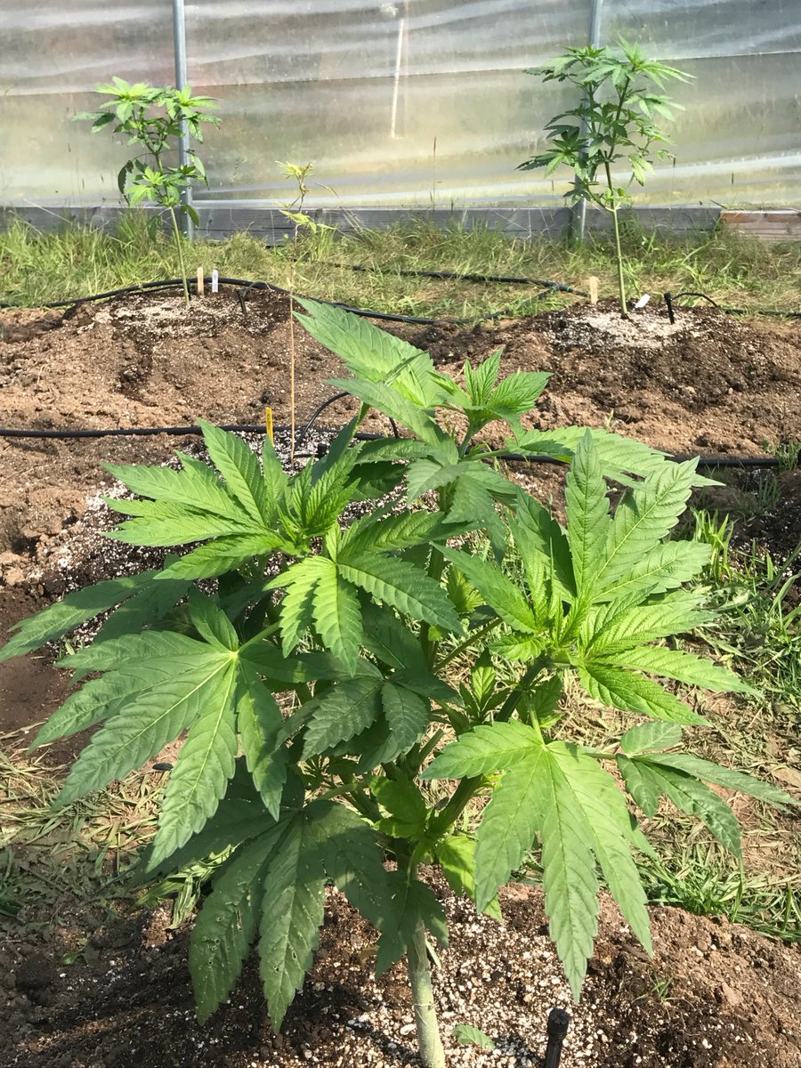 Males already declared and removed from garden in early May
Only females left 
New phenotypes here with no names yet..
Totally obsessed with breeding and growing #cannabis
Love it....