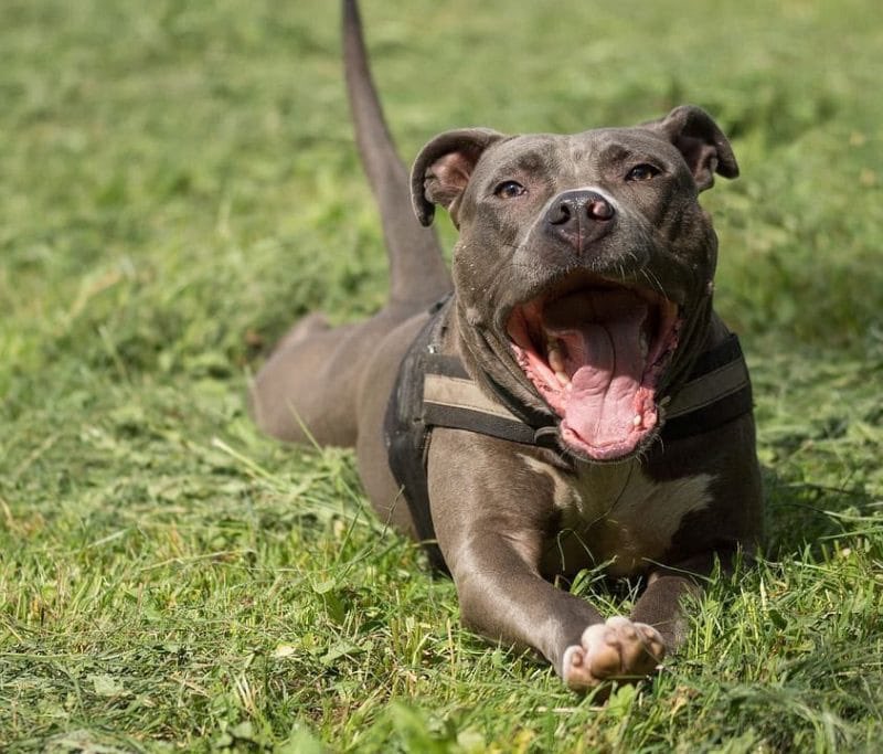 RiversongMS's tweet photo. A #shelterdog is an option. But only #Responsiblebreeding is sustainable. There is no other product people think should ONLY be bought 2nd hand.

Only by breeding will specific breeds of dog survive. Or soon all dogs will become the same pit/mixes that fill the 2nd hand shops https://t.co/Zdf8CbOLXl