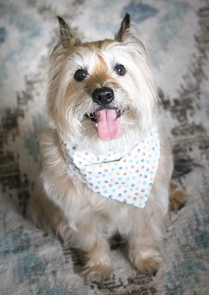 Ok look how cute this good boy is!🥰😭