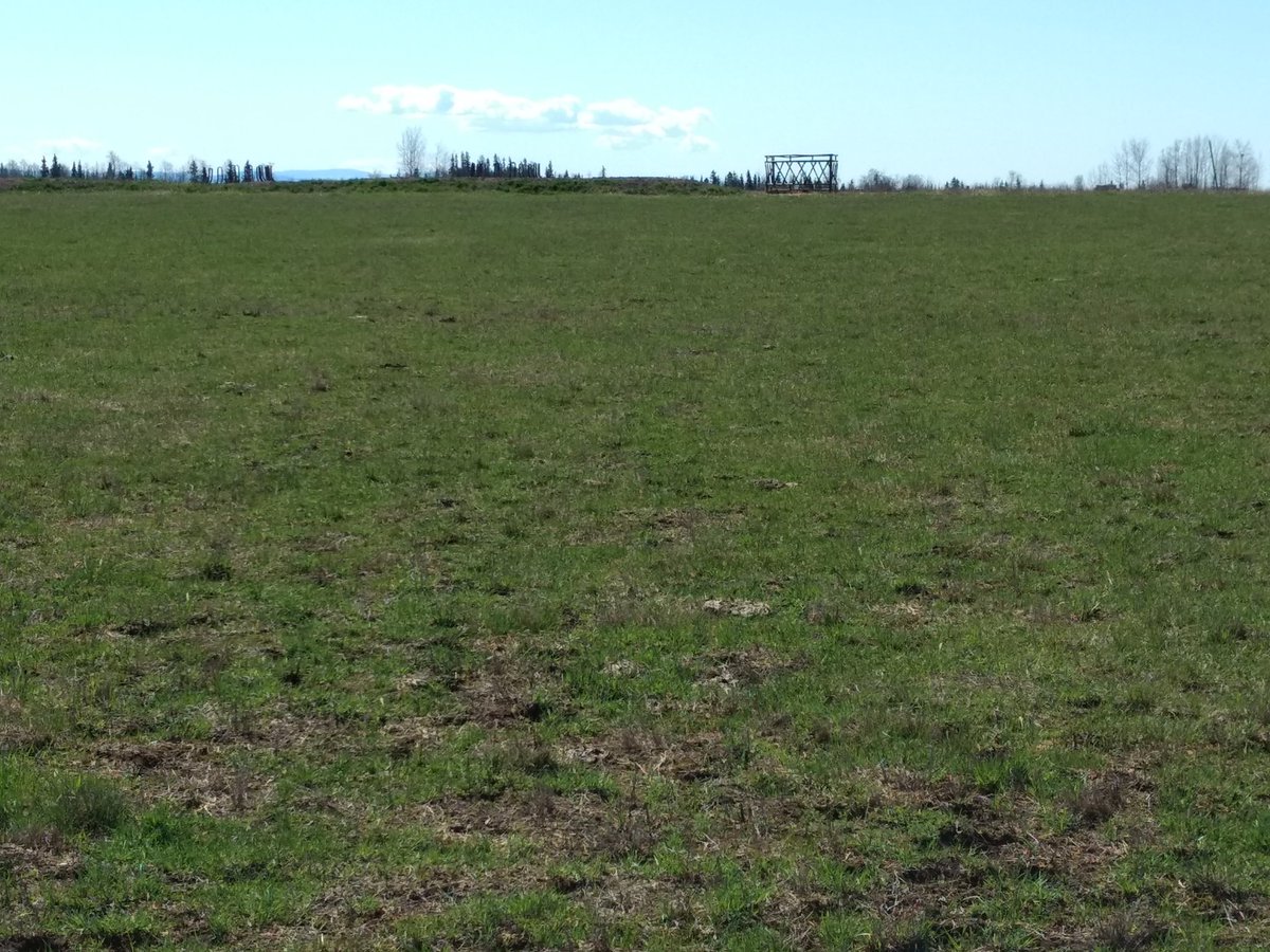 Long-billed Curlew nest finding can be hard in cow pastures. Follow along for a few rounds of Curlew or Cowpie! Here is the first photo - good luck! 
Curlews tend to nest near cowpies, likely as a camouflage tool, much as they would have in bison grazed land historically.