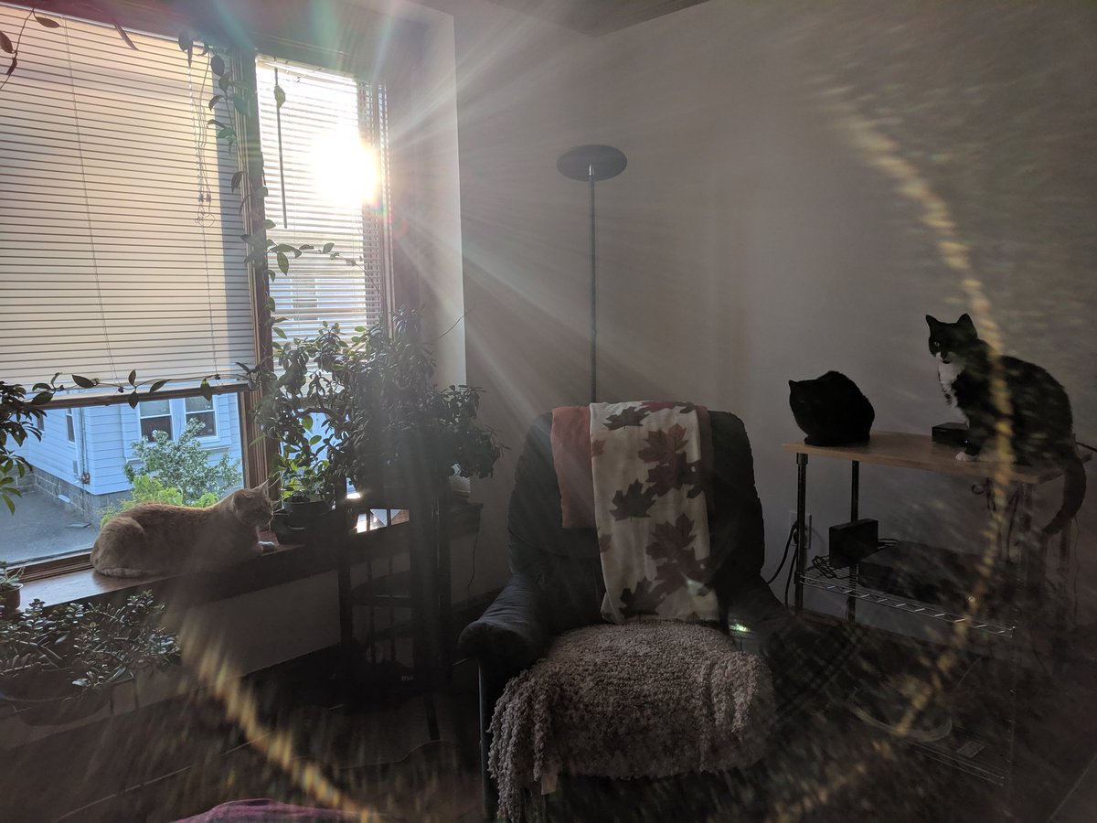 GundamCat13's tweet photo. Three kittens with lens flare #GriffCat #TexCat #Zuko https://t.co/RKaIauDHeM