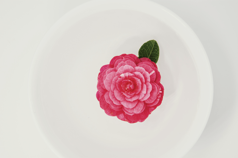 WellPath Solutions tweet media