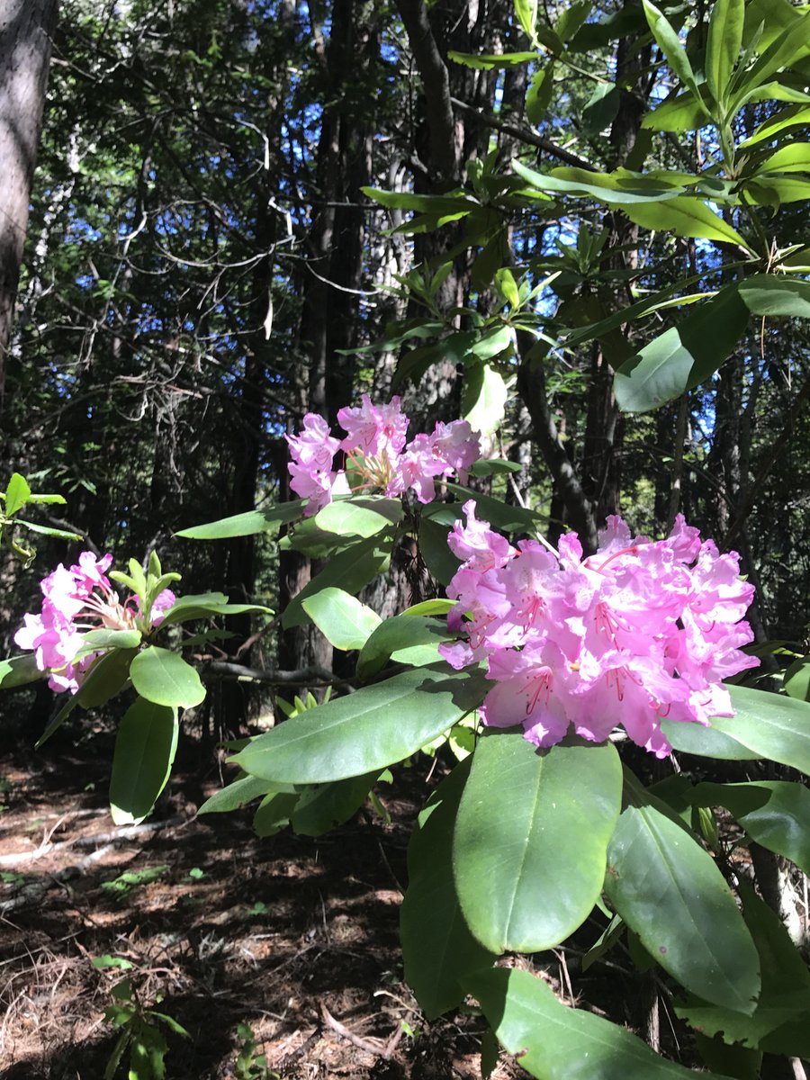 Wild rhododendrons on the dirt road to the farm. #Mendocino living