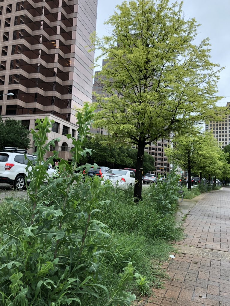 polenz's tweet photo. @austintexasgov @MayorAdler @TxDOTAustin @AustinCityParks The grass has now reached 5 ft tall in downtown Austin. City is looking like it’s abandoned. Where is the $ going? @cbsaustin @KVUE https://t.co/fSSLhbFQKm