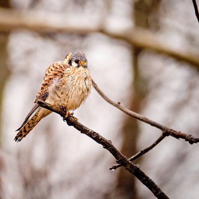 HumanotExplorer's tweet photo. American Kestrel #fujifilm_xseries #fujifeed #fujixt2 #cangeo #wildlife #kestrel #birds #birdsofinstagram #fujinon100400 #naturephotography #wildlifephotography #americankestrel #fujifilm #ontariowildlife @fujifilm_northamerica https://t.co/YkkoE85dsm https://t.co/gHeTjZ68MB