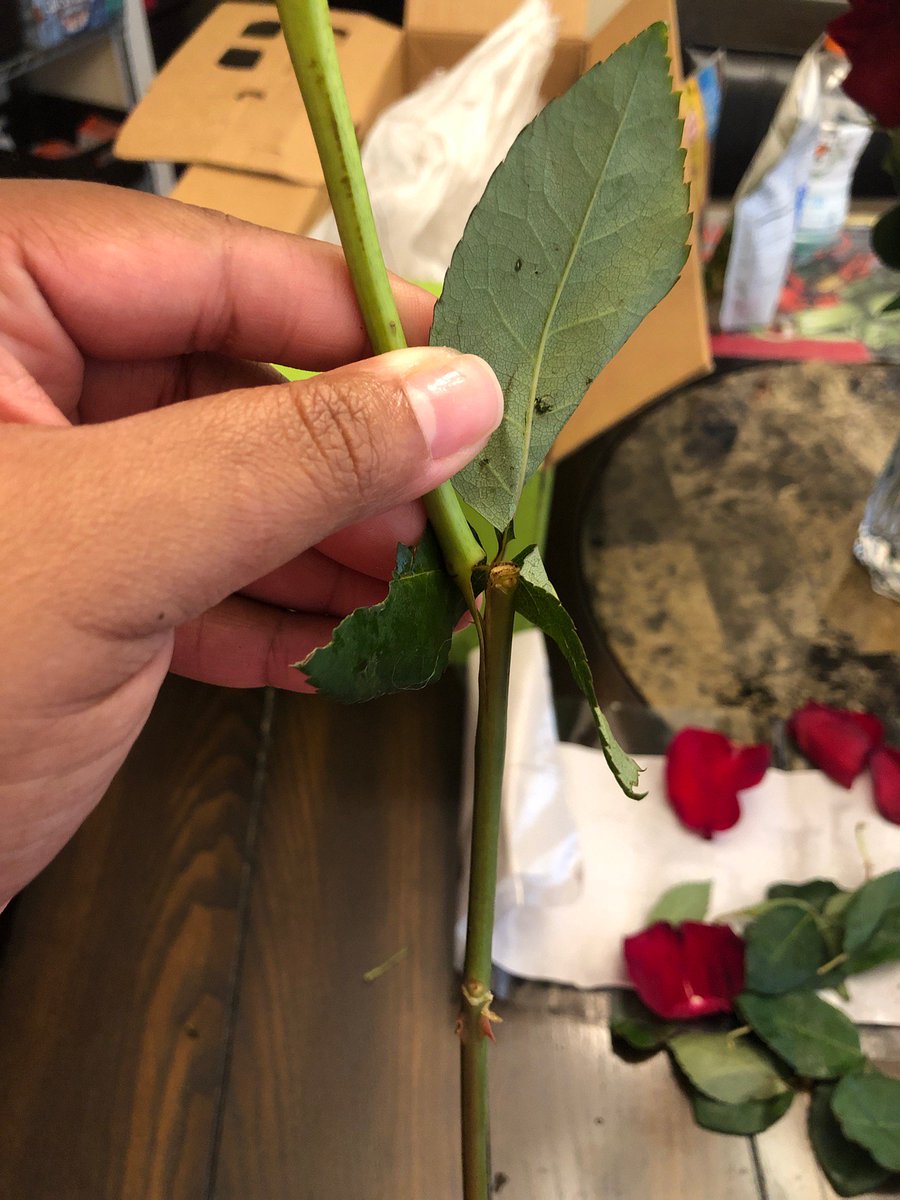 iListen2UrHeart's tweet photo. Soooo this is what we are paying for @ProFlowers https://t.co/PNFMs80z2G