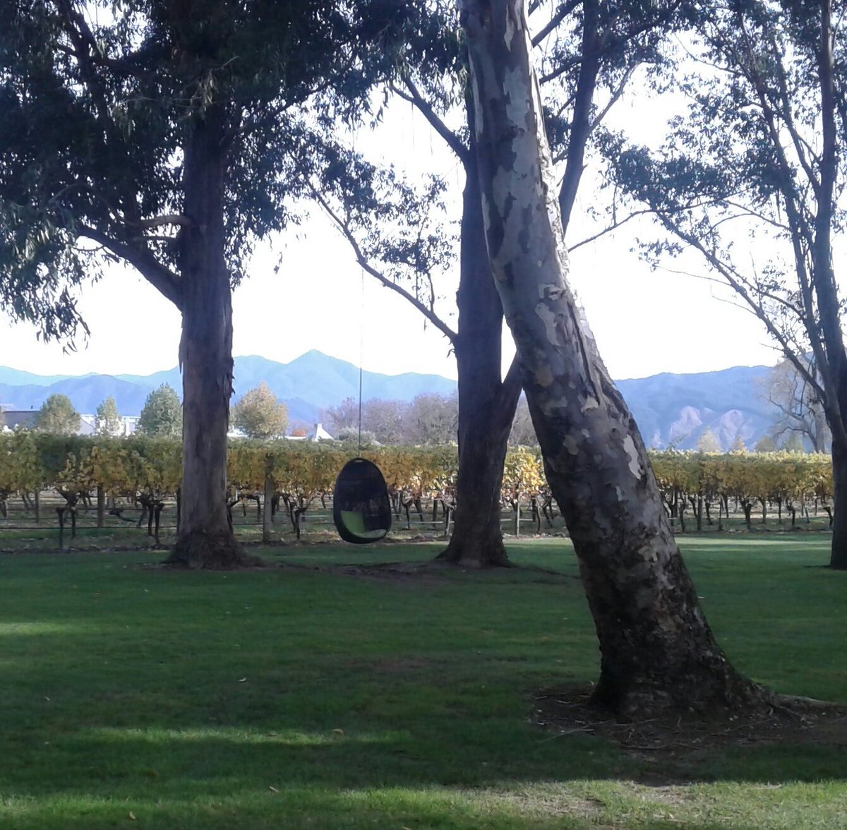 AyleneinNZ's tweet image. Very very tempting @vineyardhalf