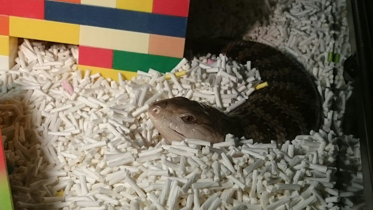 段差を登ろうとして短い手足をじたばたさせるアオジタトカゲがかわいい Togetter