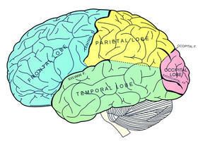 ntegrativepsyc's tweet photo. “Negative childhood experiences can set our brains to constantly feel danger and fear says psychiatrist and traumatic stress expert Bessel van der Kolk. ” https://t.co/2TPVRzRLzo https://t.co/AHUxoskyR6
