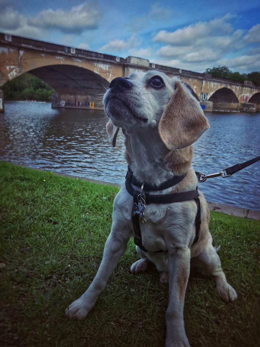 raychillmedia's tweet image. Put your paws up 🐾 if you love race day @DadVailR