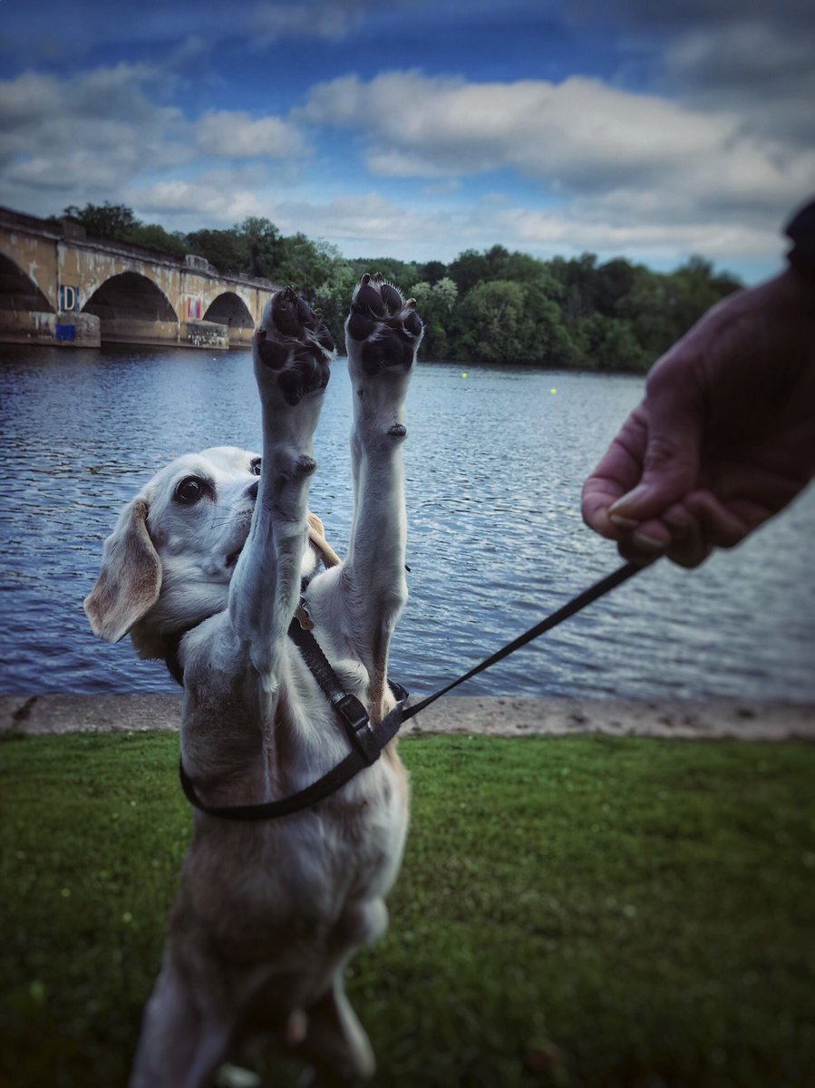 raychillmedia's tweet image. Put your paws up 🐾 if you love race day @DadVailR