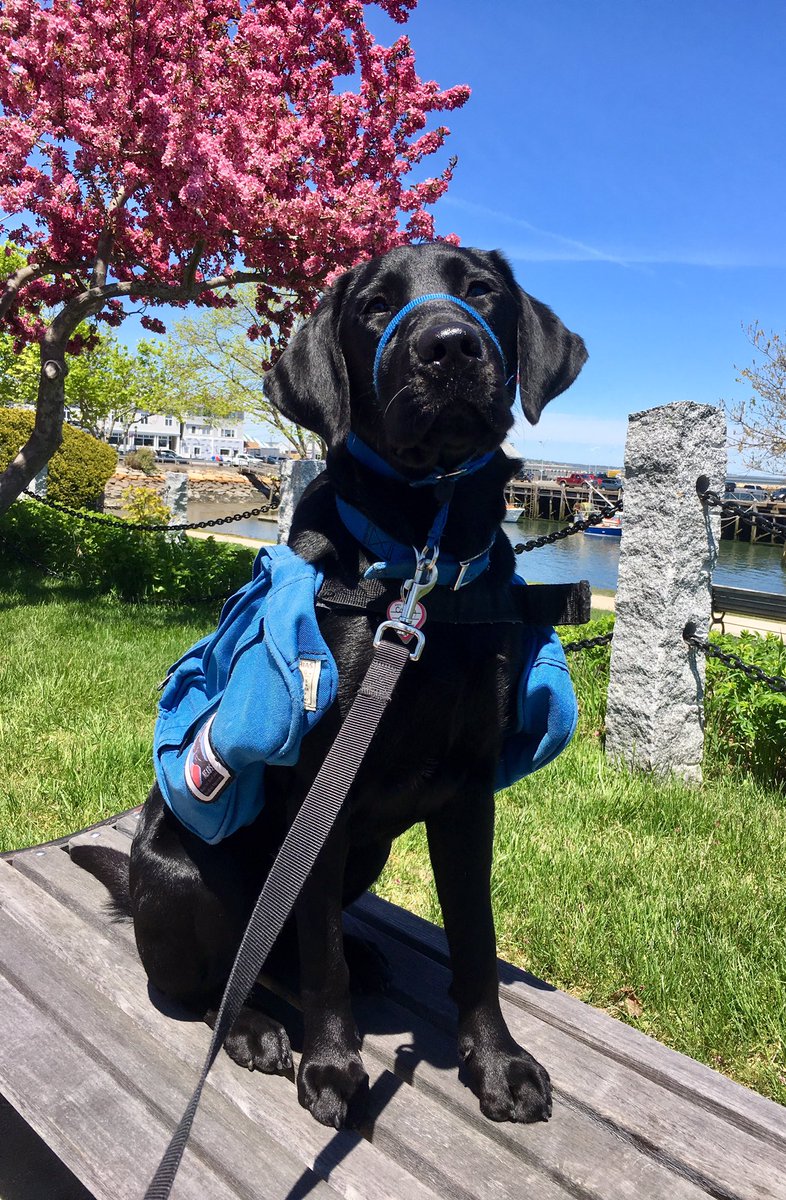 DougGrandin's tweet photo. @NEADSdogs in training Candy enjoyed a beautiful day in Plymouth, Mass. History, lobster boats, cats, other dogs, traffic work - a full day! https://t.co/nImbUmxWgn