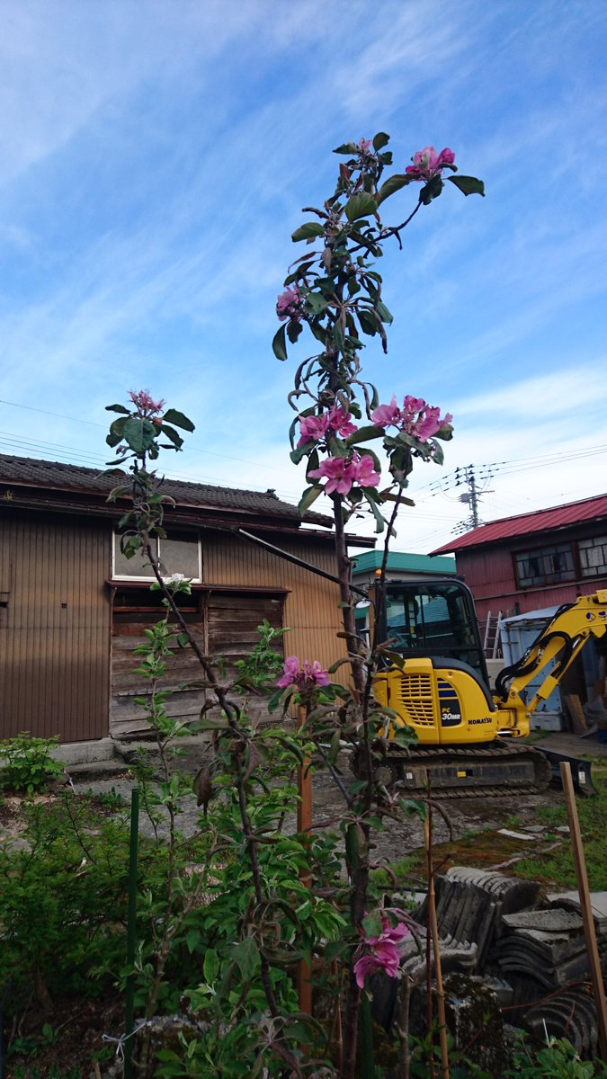 バレリーナツリー