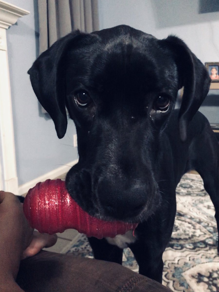 Cody_Queenie's tweet image. You know how some dogs get really hyper and run around the house like crazy? Imagine that with a Great Dane. Turns into a war zone. #GreatDaneProblems #GreatDane #Puppy