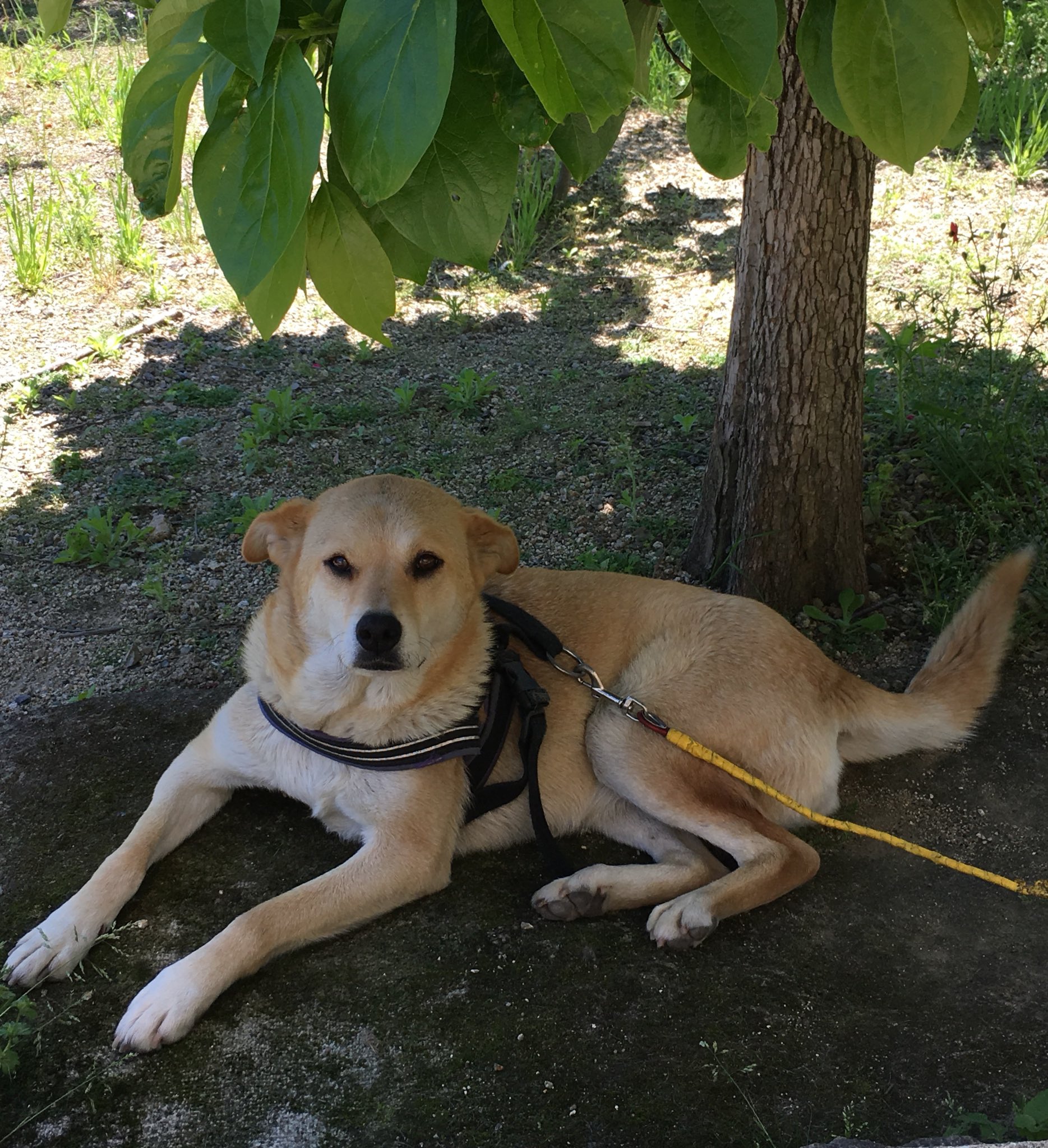 がくこ 秘密結社折れ耳倶楽部 寝たら立つから二度美味しい