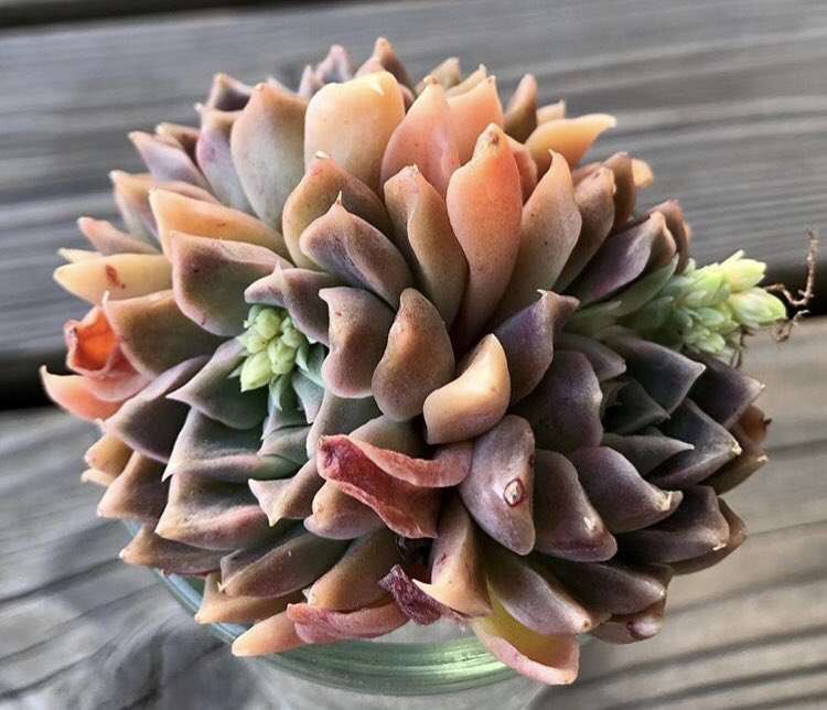 1008breakt's tweet photo. もぅ5月やぁ( ᯣωᯣ )
恐怖の夏がそこまできてる..

#succulent #cactus #多肉 https://t.co/CkBuRAF1gT
