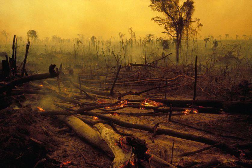 franceculture's tweet photo. L’ampleur de la destruction du vivant est plus grave qu’on ne le pensait : sur les 8 millions d’espèces animales et végétales recensées, environ 1 million d'espèces sont menacées d'extinction au cours des prochaines décennies.  https://t.co/iCW8duSwN7 https://t.co/tDOGzYZbcn