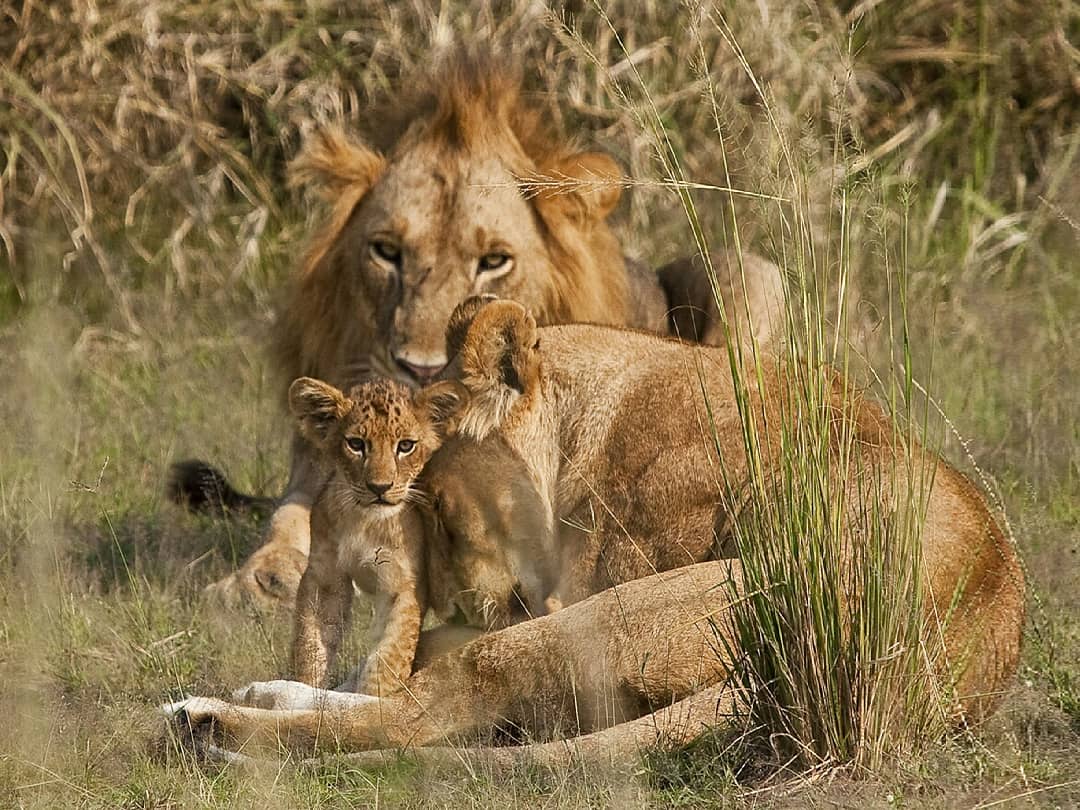 семейство львов прайд. лев львица и львенок. семья львов фото. лев и львенок. включи lion family.