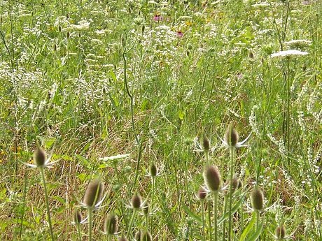 夏の花粉症 夏の花粉症