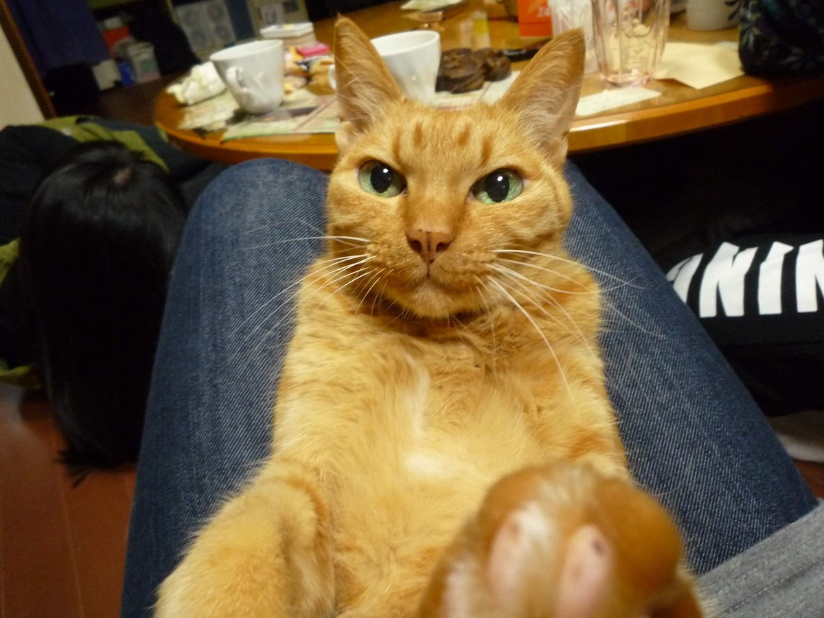 食べったー 昨年亡くなった愛猫が希少猫だったと最近知った 茶トラのメス