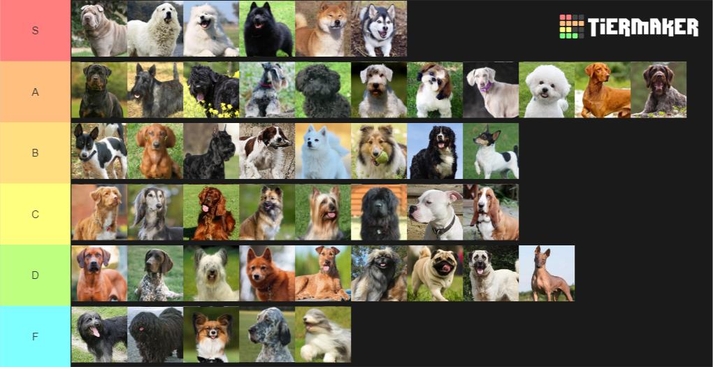 The Dog Tier List 