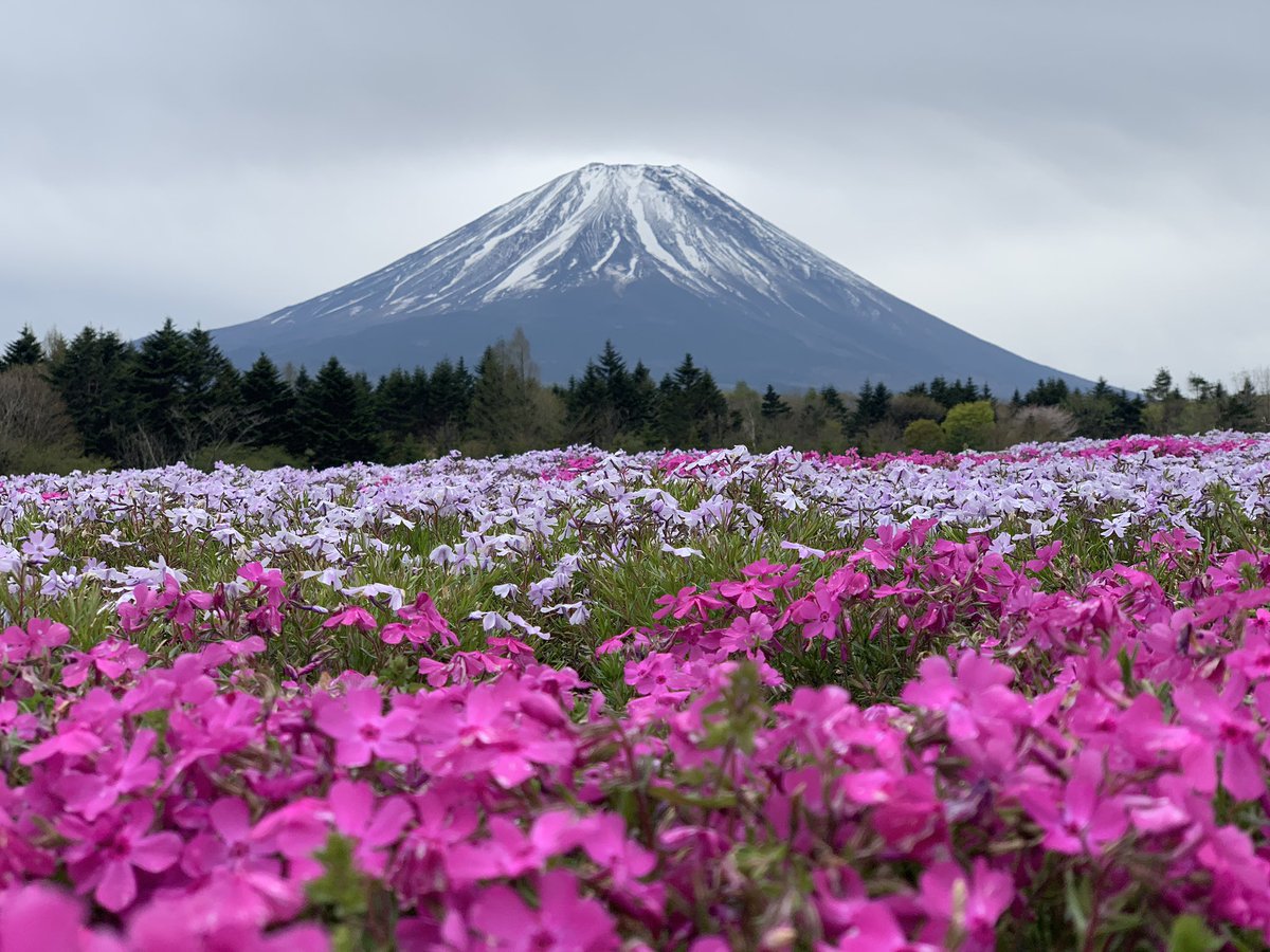 junmykau's tweet photo. Mount Fuji w Sakura #fujiyama #mountfuji #mountain #SAKURA https://t.co/CmghFNvQyG