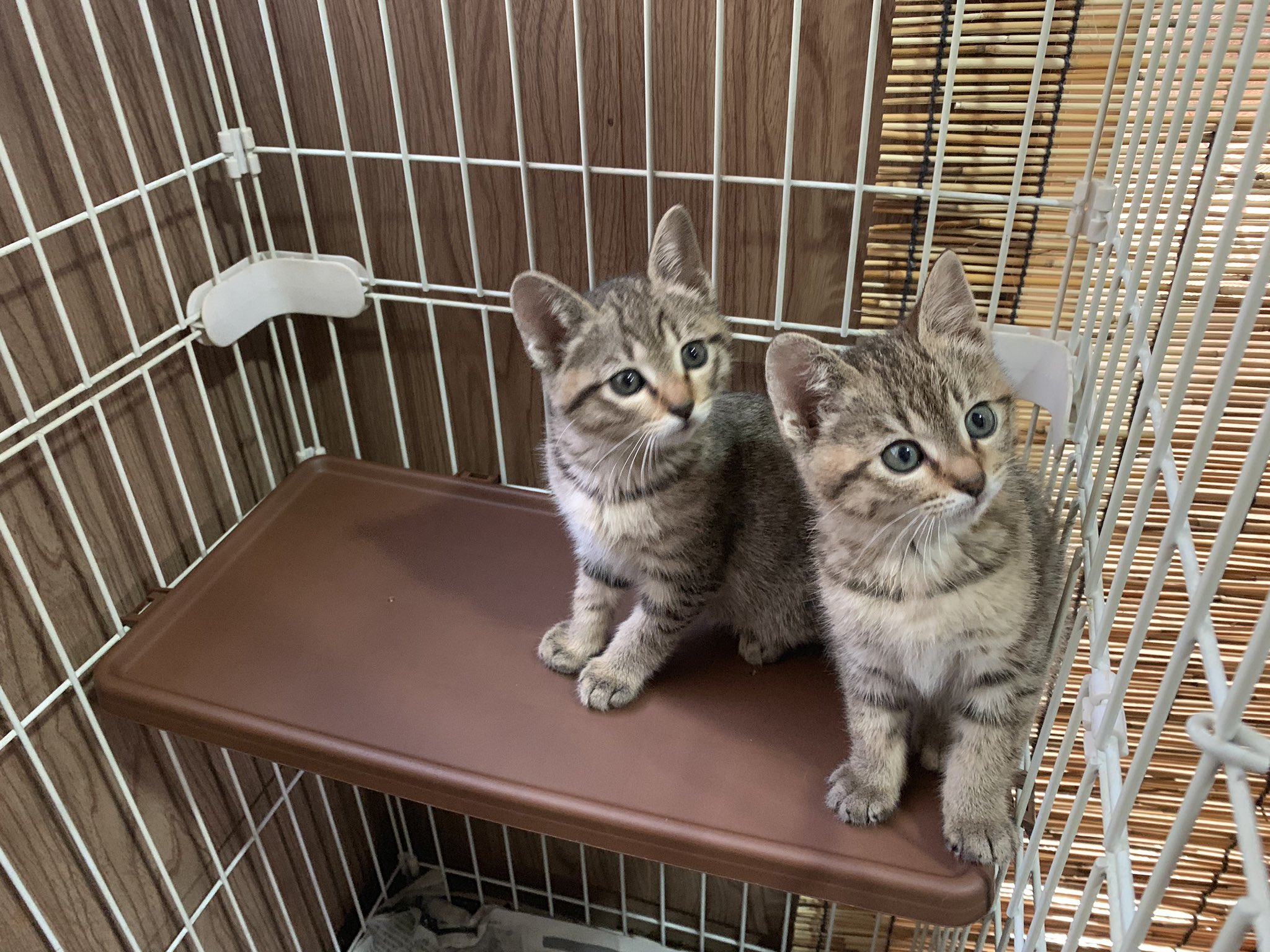 保護猫カフェ 猫の道草 和歌山 そっくり姉妹 2匹の違いは 尻尾の長さ 保護猫カフェ猫の道草 猫の道草 和歌山カフェ 和歌山猫カフェ 和歌山 和歌山市 里親募集 譲渡ボランティア キジトラ 猫 Cat Cafe 猫好きな人と繋がりたい