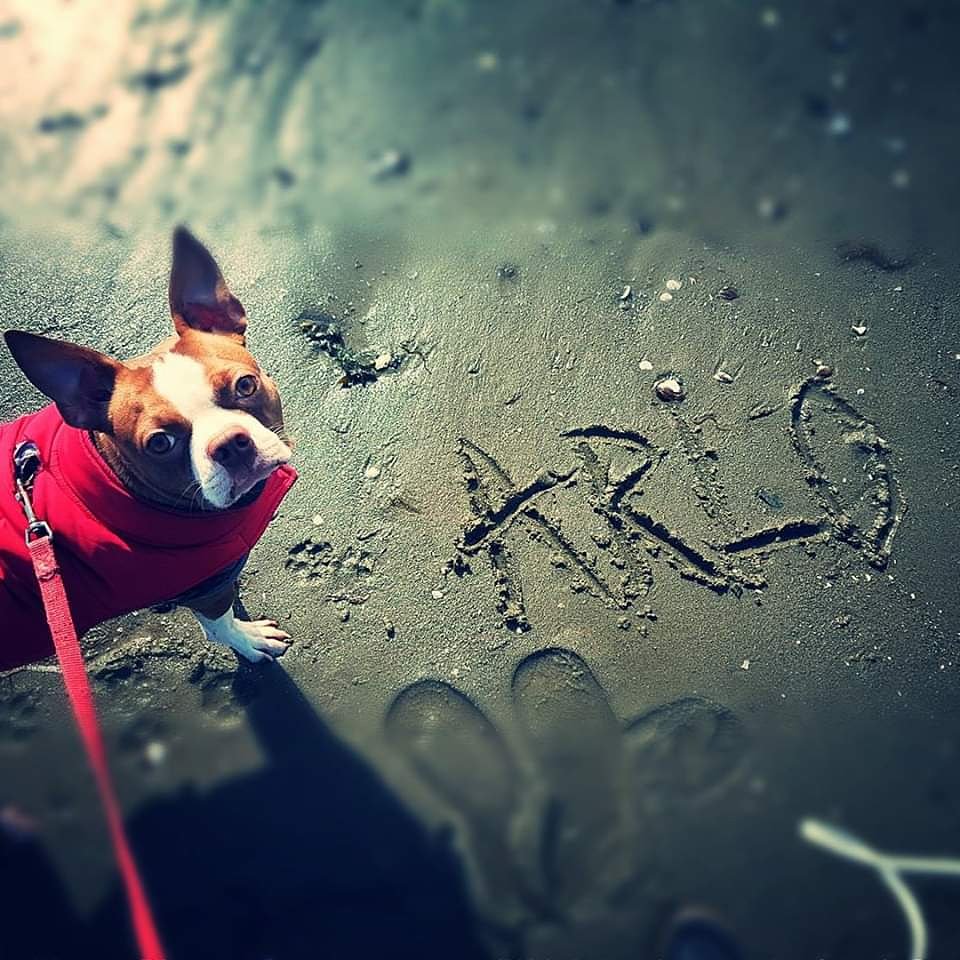 brdsofprey's tweet photo. Arlo. #bostonterrier #beachlife #ocean #Vancouver #dogslife #bestfriend https://t.co/wLmR5eDQQb