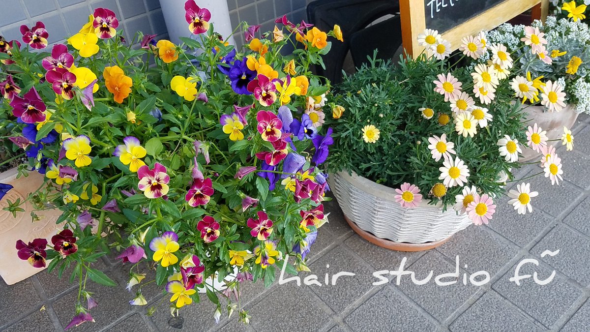 ヘアースタジオ ｆｕ V Twitter 母の日の花を届けたあと 早朝からそろそろ終わりが近いパンジーとビオラを他へ移して 新たにジニアを植えました 晴天の本日も元気に営業中です 瀬戸市 美容院 予約不要 花