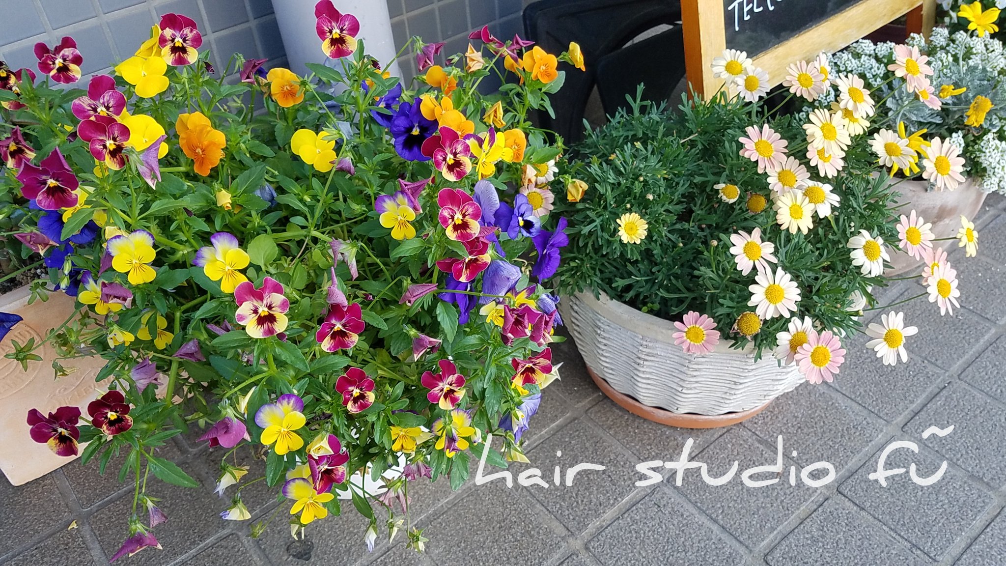 تويتر ヘアースタジオ ｆｕ على تويتر 母の日の花を届けたあと 早朝からそろそろ終わりが近いパンジーとビオラを他へ移して 新たにジニアを植えました 晴天の本日も元気に営業中です 瀬戸市 美容院 予約不要 花 T Co F73vqtmt3z