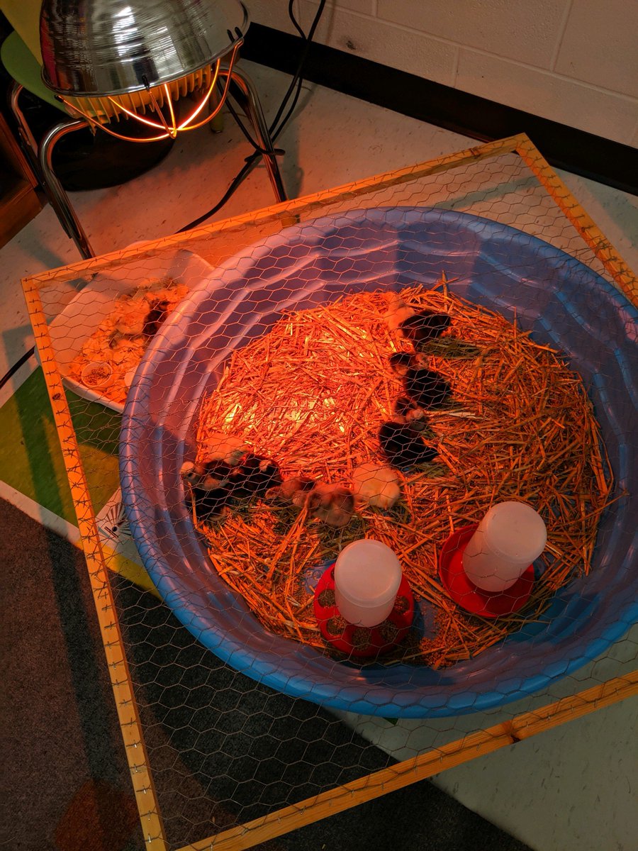 #firstgrade chicks practicing for a geometry lesson on angles. Bring your protractor and join the fun! <a href="/ScottHargrove4/">Scott Hargrove</a> <a href="/TCSPublic/">TullahomaCitySchools</a>