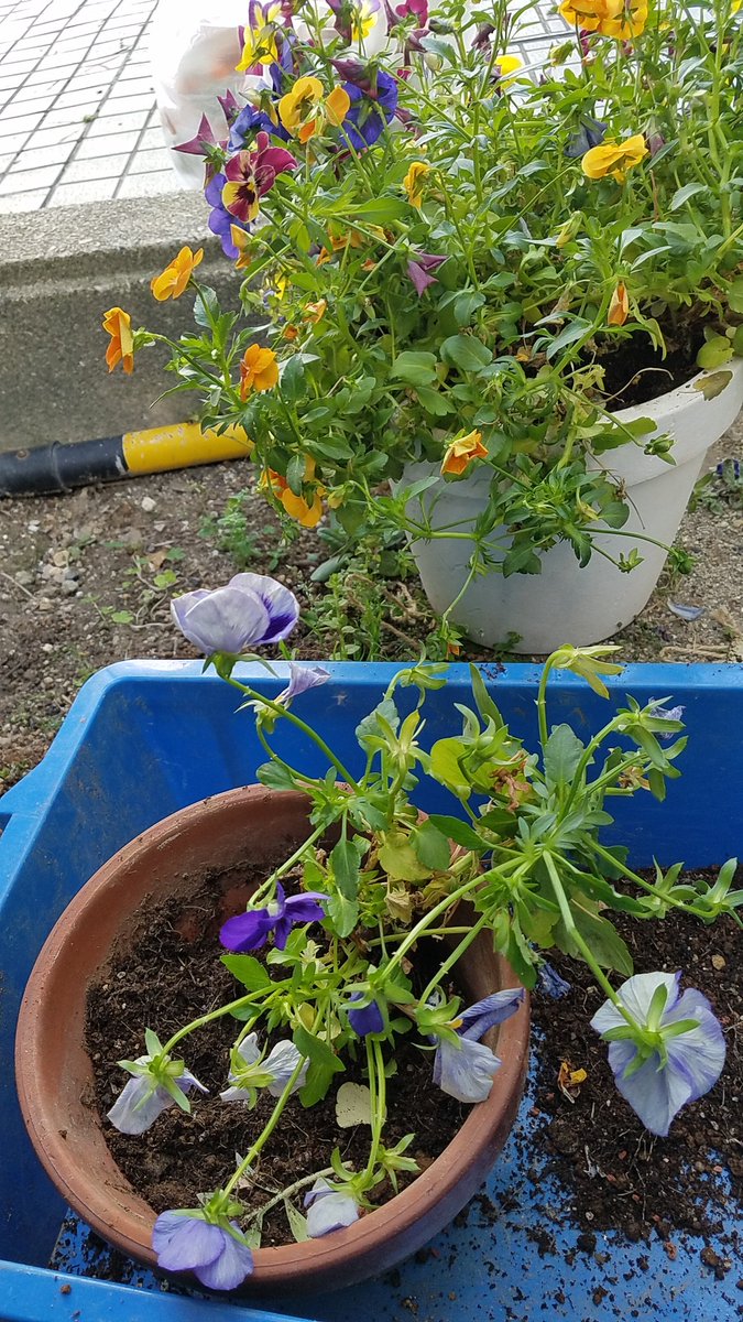 ヘアースタジオ ｆｕ V Twitter 母の日の花を届けたあと 早朝からそろそろ終わりが近いパンジーとビオラを他へ移して 新たにジニアを植えました 晴天の本日も元気に営業中です 瀬戸市 美容院 予約不要 花
