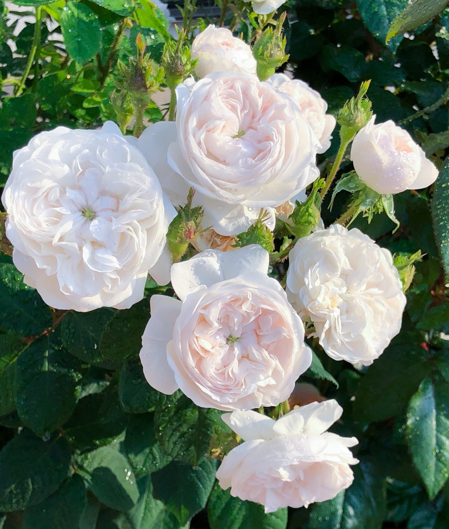 Twitter 上的 藤田重信 庭薔薇 マダム アルディ Mme Hardy 12 T Co Ype3oqu1cm Twitter