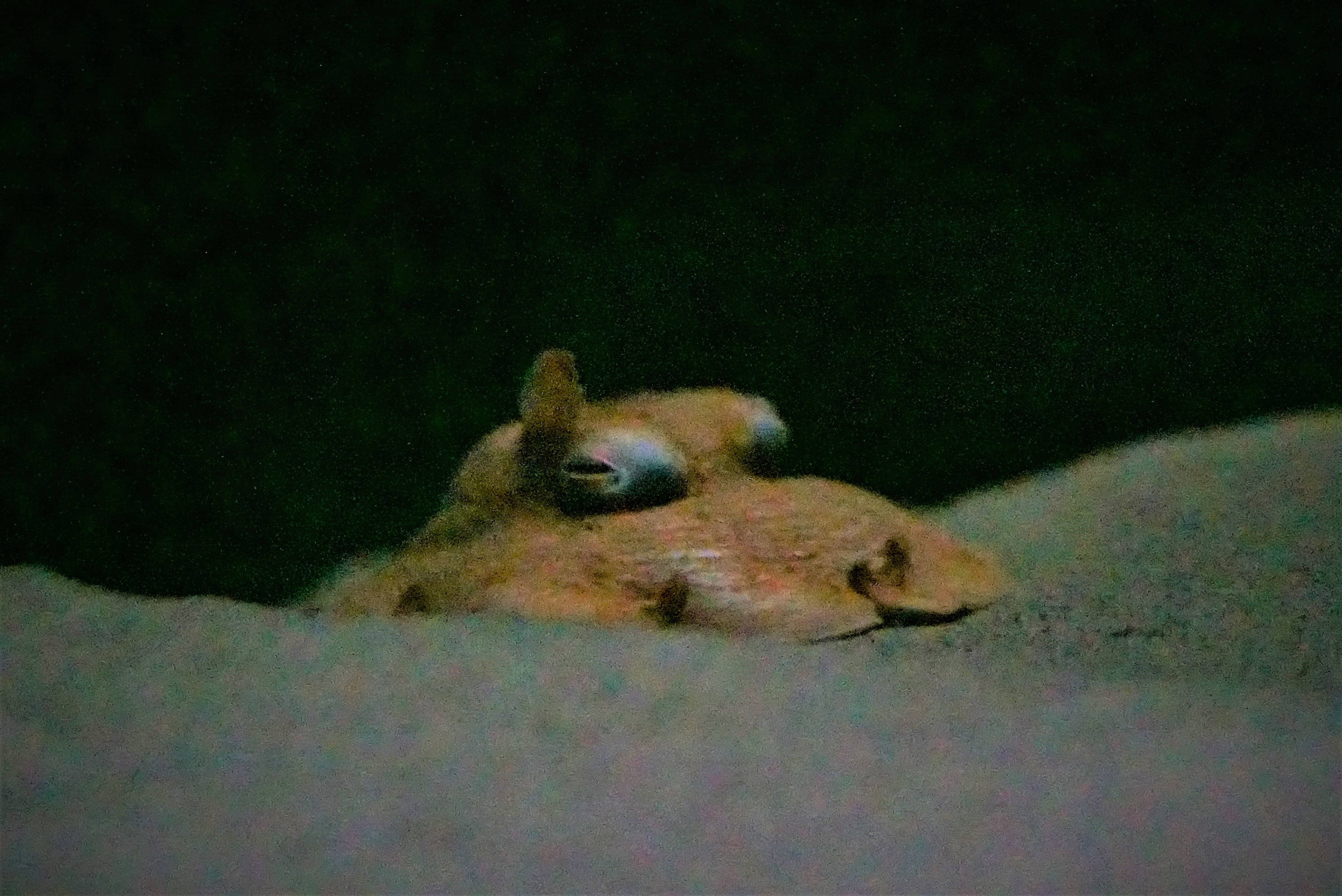 ট ইট র 葛西臨海水族園 公式 深海の謎の生き物 メンダコのモニター展示を始めました 裏側の水槽で撮影したリアルタイムの映像をモニターで放映しています 深海の環境に似せた暗い水槽で飼うことで メンダコ本来の生態を研究しています かさりん