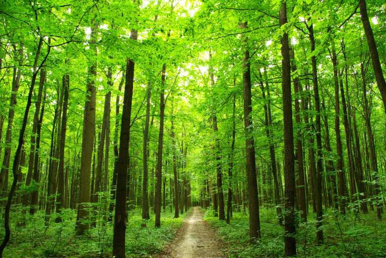 EarthDollar's tweet photo. #EARTHDOLLAR ADDED MISSION: Increase forests worldwide
Increase forests worldwide to fight climate change with hemp by planting 1 trillion trees, replace tree paper with hemp paper, make Hempcrete and hemp wood (like oak) and hemp fibre boards. https://t.co/1Vag8uEZyD
