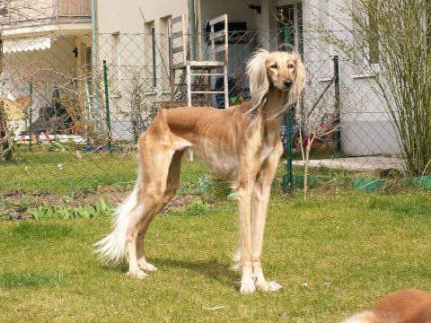 Netgeek動物 岡崎のわんわん動物園 犬がガリガリ と告発されるもそういう犬種で逆転勝利 Netgeek T Co B9g8aiwvzm T Co 3a2y3ujjif Twitter