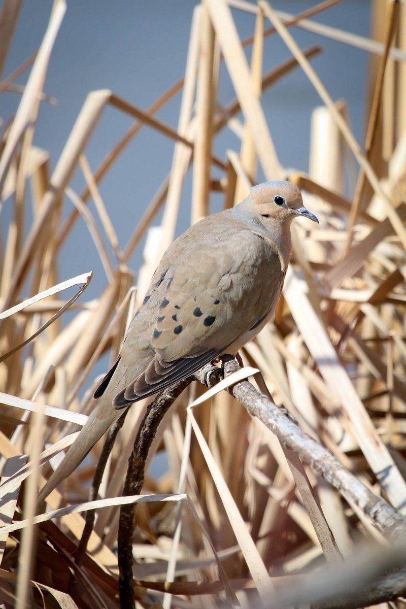 A Mourning Dove at the creek today.