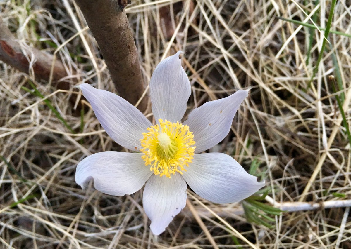 ARobertoCharron's tweet image. Also spotted some #prairiecrocuses, #hermitthrushes and #coyotes! Nothing quite like the evening song of a thrush to mark the start of summer! #birdathon2019 #ornithology