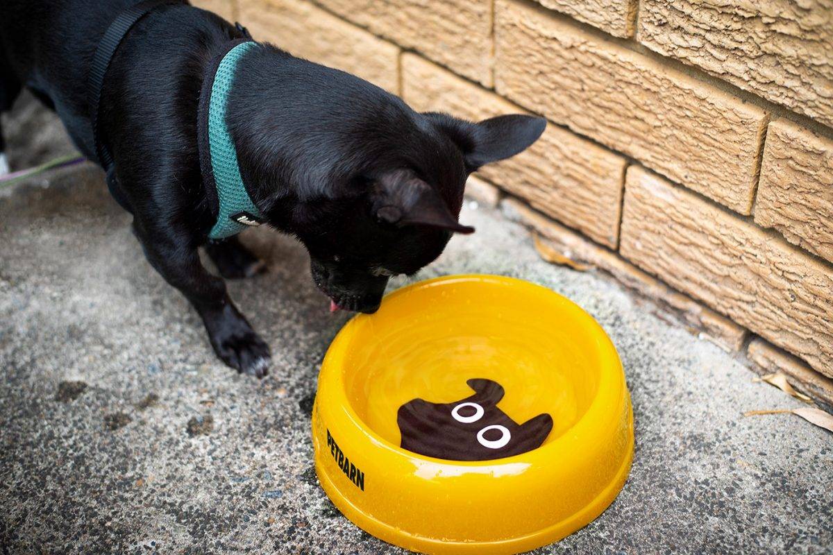 thelogocreative's tweet image. #identity #design for Petbarn, by Landor, Sydney. via @ID_Designed #designerspotlight

identitydesigned.com/petbarn/