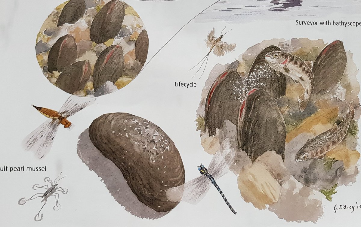 GlengarriffWood's tweet photo. Interesting @kerry_life conference #pearlmussels Pics: trials with log dams, silt fences &amp; reseeding native grasses to reduce impacts of conifer clearfell; vegetation recovery after fencing farm streams; project poster,
Blackwater River: 2.7 million mussels = c300 tonnes biomass! https://t.co/fWq7OW46MP