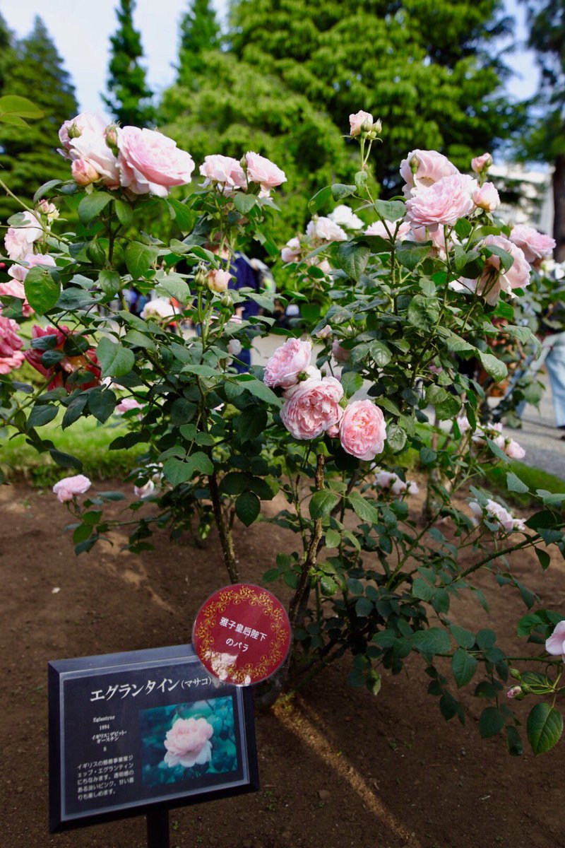 エグランタイン Twitter Search Twitter